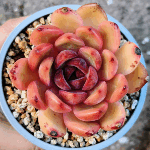 Echeveria Crape Myrtle