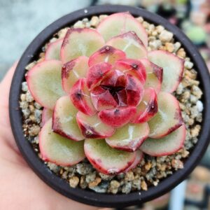 Echeveria Pomegranate Jenny SP