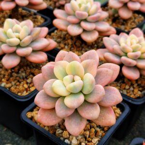 Graptosedum Red Miul variegata