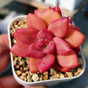 xPachyveria Hephaestus double tête