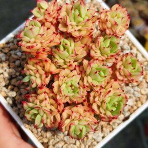 Echeveria Persian Lanka cluster M