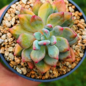 Pachyphytum Cute Fingers variegata