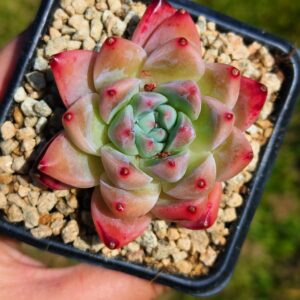 Echeveria Alba Beauty