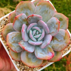 Echeveria Cream Tea L