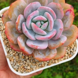 Echeveria Cream Tea L