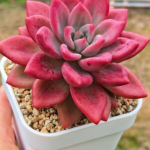 xPachyveria Hephaestus L avec bébé
