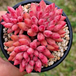 Pachyphytum YuMeiRen Cluster