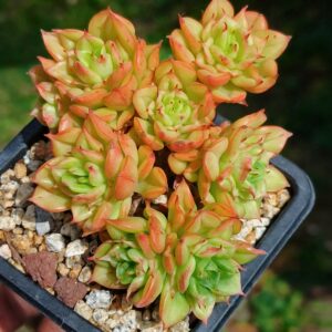 Echeveria Persian Lanka cluster