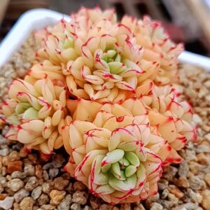 Echeveria Persian Lanka cluster L