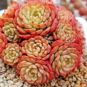 Echeveria Candy Baby cluster