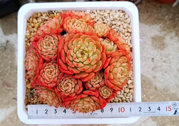 Echeveria Candy Baby cluster – Image 2
