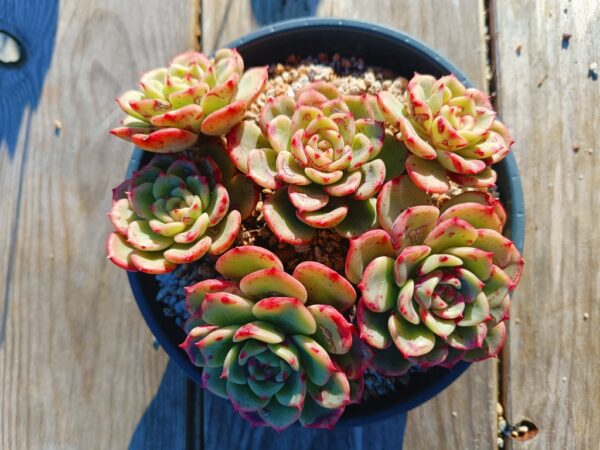 Echeveria Salmon cluster – Image 3