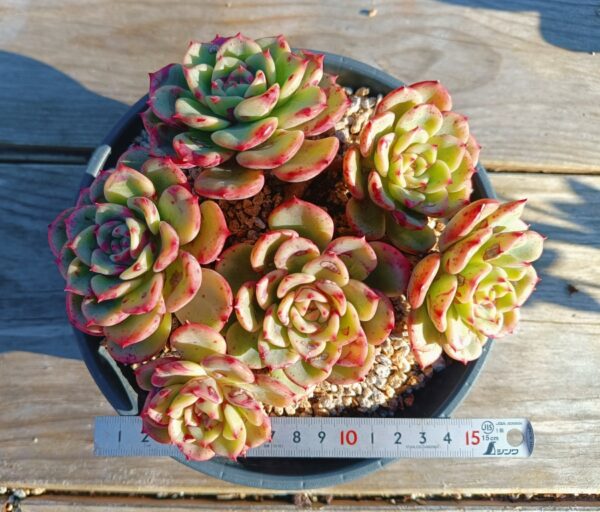 Echeveria Salmon cluster – Image 2