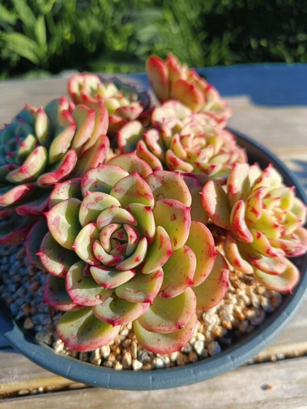Echeveria Salmon cluster