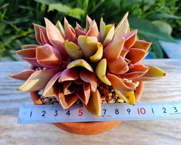 Echeveria Jones cluster – Image 3