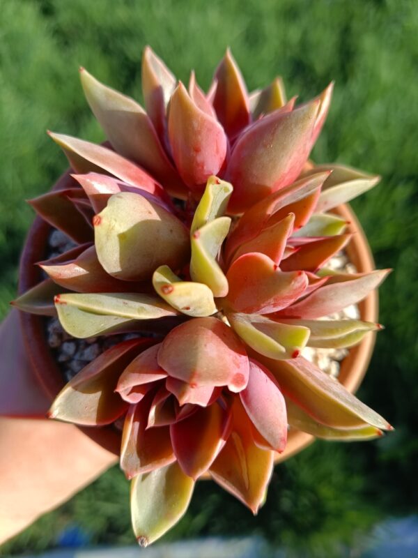Echeveria Jones cluster – Image 2