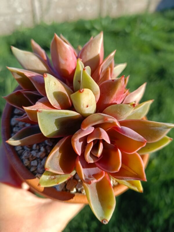 Echeveria Jones cluster