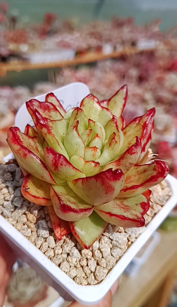 Echeveria God's Gift variegata (très rare) – Image 2