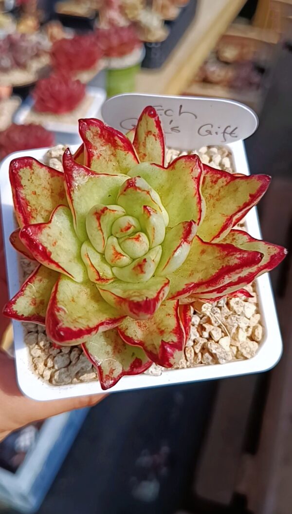 Echeveria God's Gift variegata (très rare)
