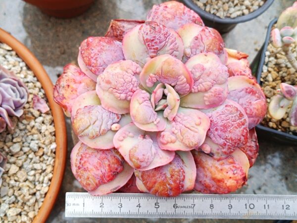 Echeveria Summer Garden – Image 2