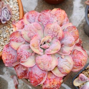 Echeveria Summer Garden