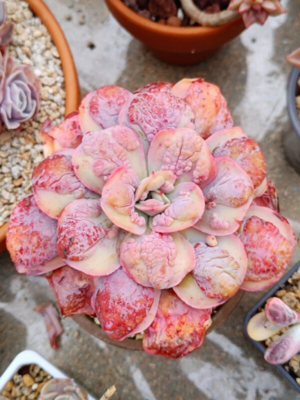 Echeveria Summer Garden
