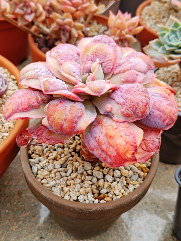 Echeveria Summer Garden – Image 3