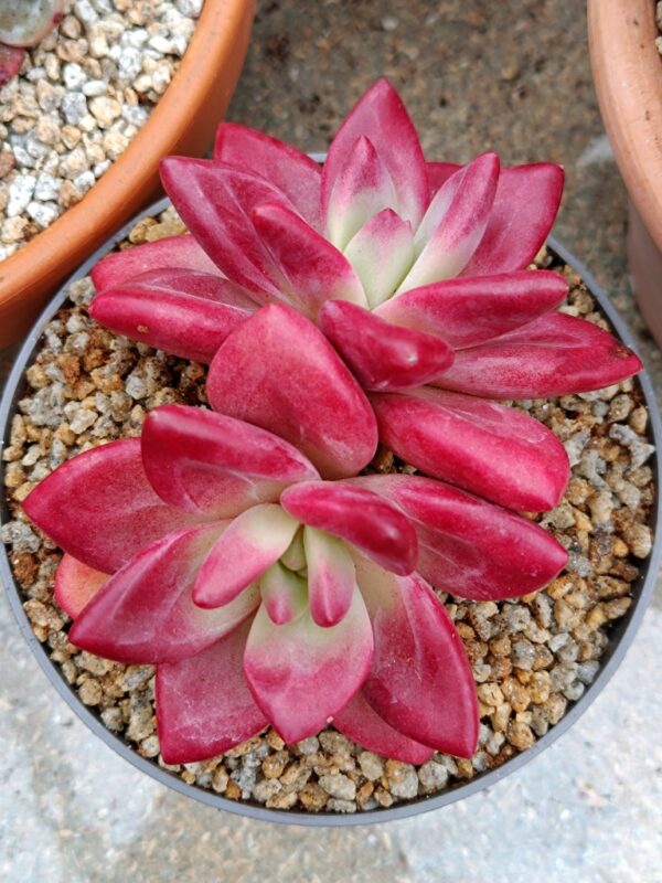 xPachyveria Hephaestus double tête