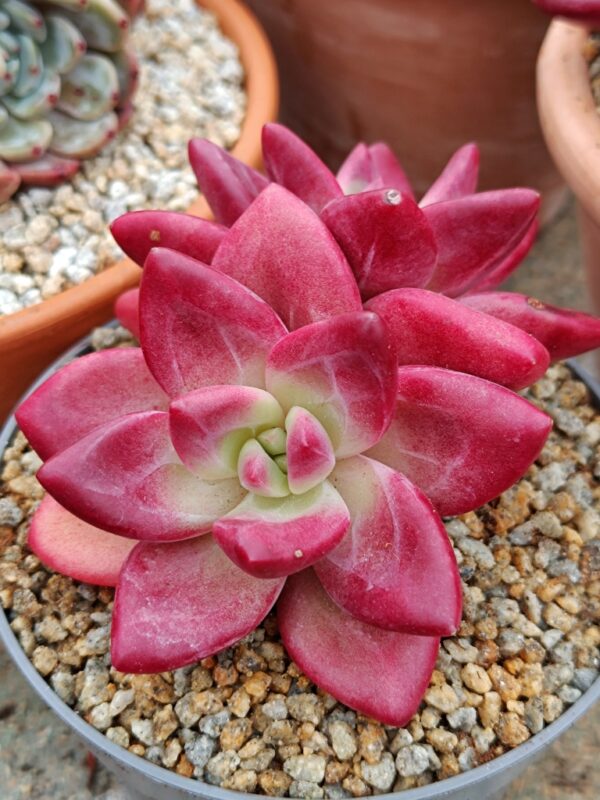 xPachyveria Hephaestus double tête – Image 2