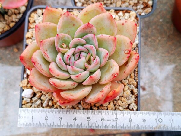 Echeveria Apus M – Image 4