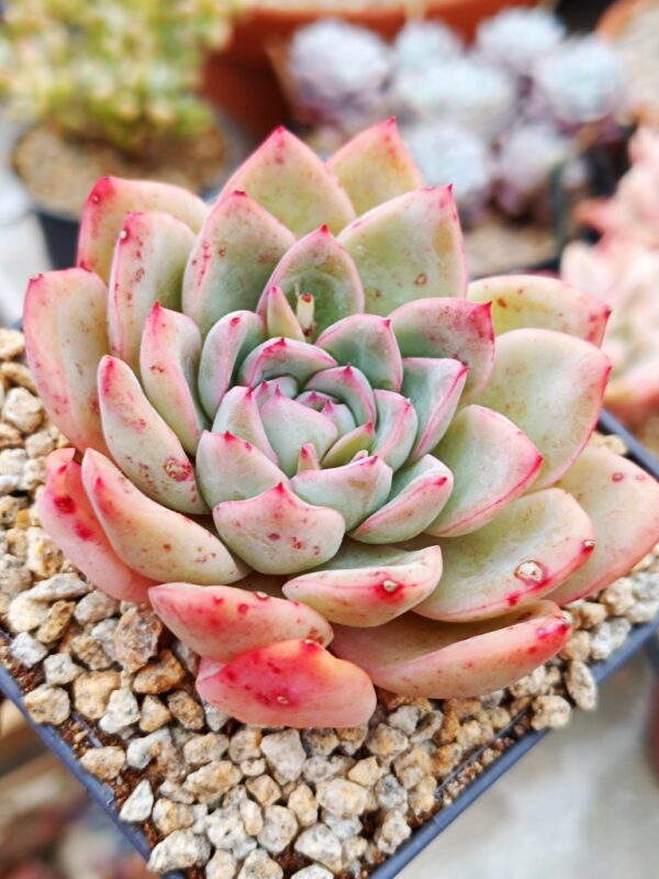 Echeveria Apus M – Image 3