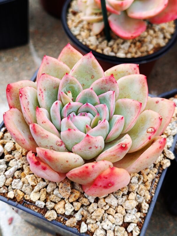 Echeveria Apus M – Image 2