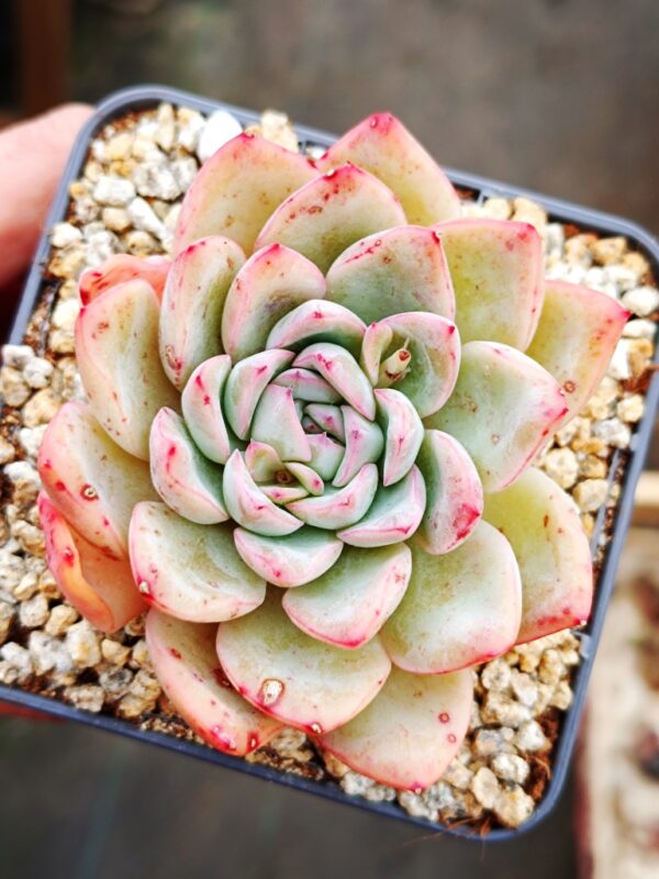 Echeveria Apus M