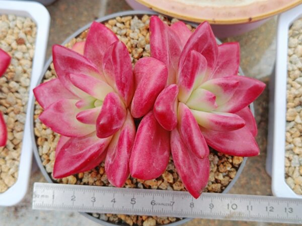 xPachyveria Hephaestus double tête – Image 3