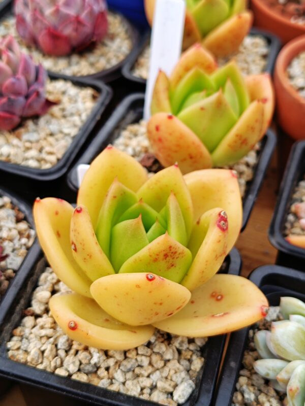 Echeveria agavoïde Lion King