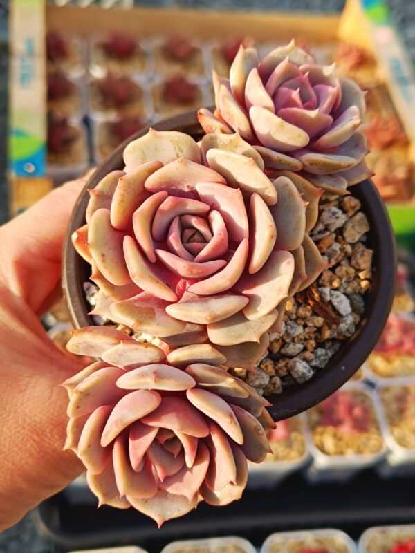 Echeveria Pink Butterfly cluster – Image 2
