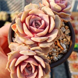 Echeveria Pink Butterfly cluster