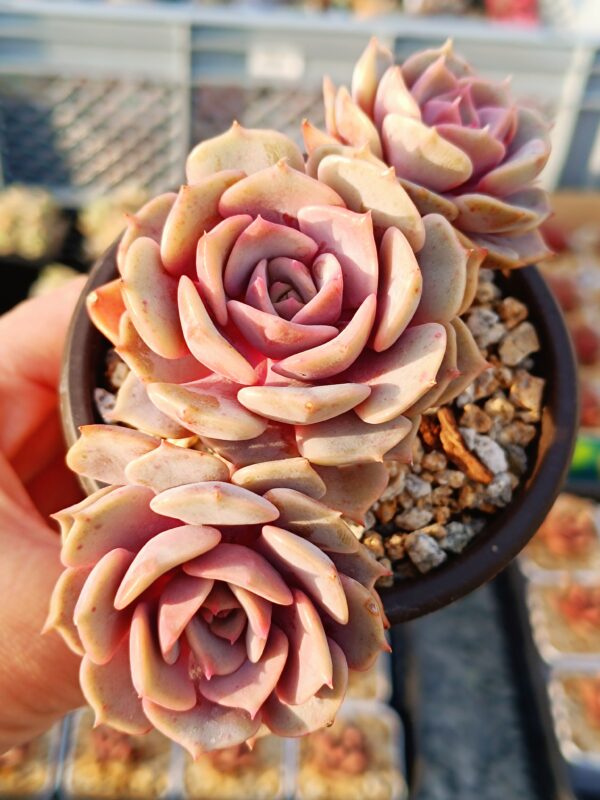 Echeveria Pink Butterfly cluster