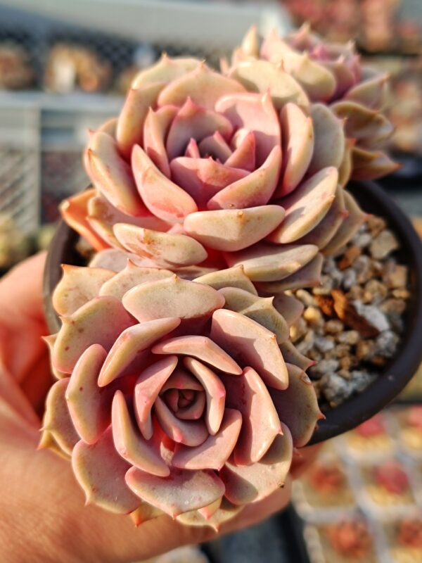 Echeveria Pink Butterfly cluster – Image 3