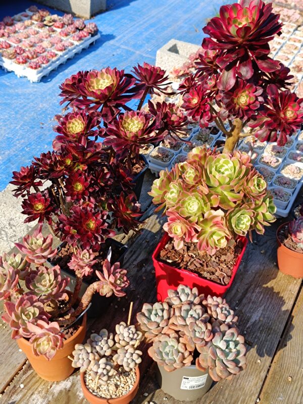 Mix plantes