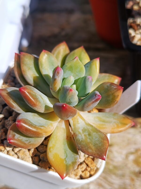 Pachyphytum Cute Fingers variegata – Image 3