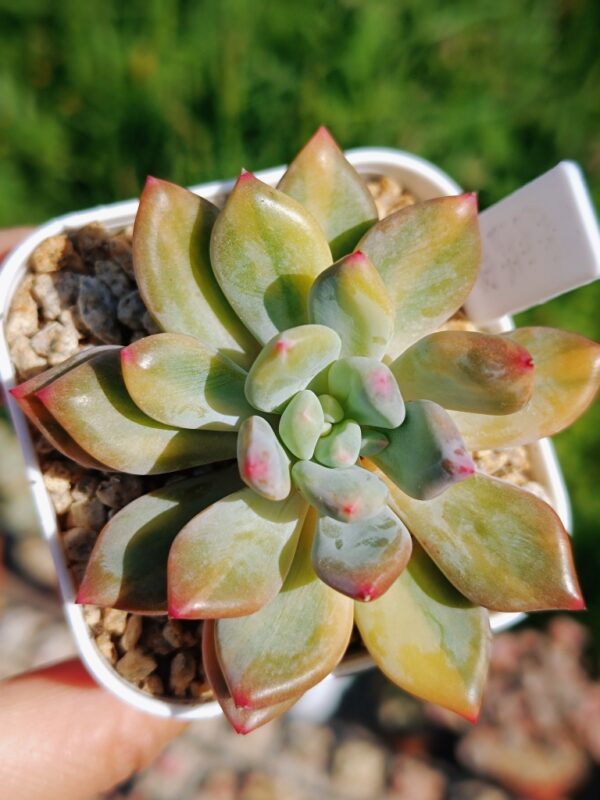 Pachyphytum Cute Fingers variegata – Image 2