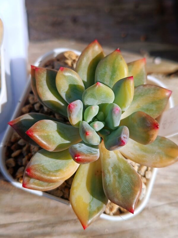 Pachyphytum Cute Fingers variegata