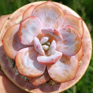 Echeveria Cream Tea
