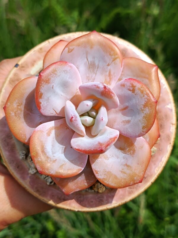 Echeveria Cream Tea