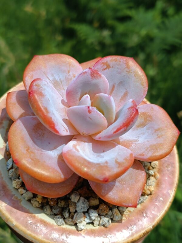 Echeveria Cream Tea – Image 2