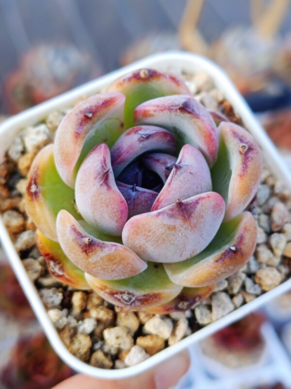 Echeveria Black Monroe / Dark Opal – Image 2