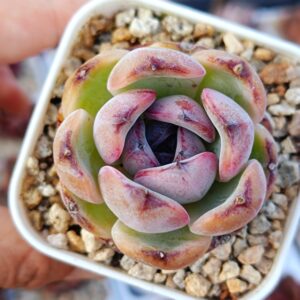 Echeveria Black Monroe / Dark Opal