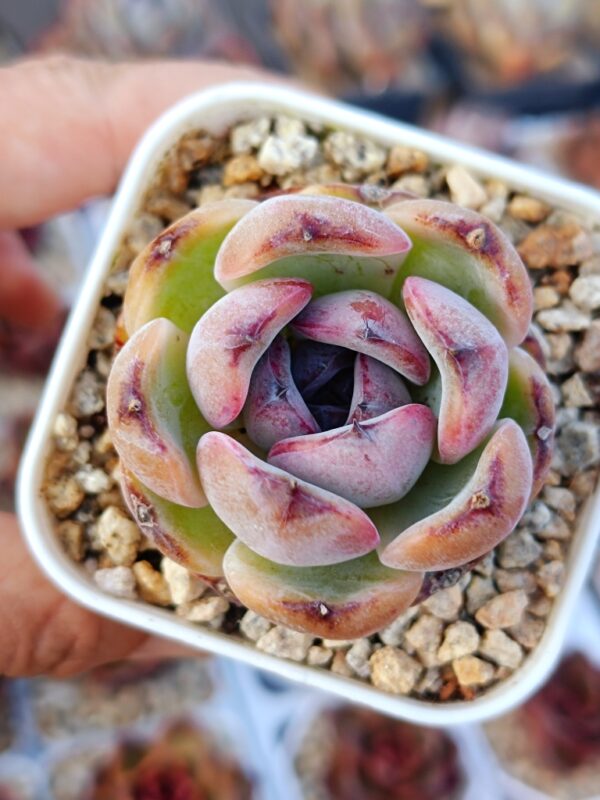 Echeveria Black Monroe / Dark Opal