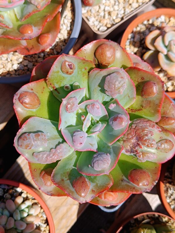 Echeveria Garden Bungalow – Image 5